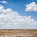 NAM OSHI Etosha 2016NOV26 058 : 2016, 2016 - African Adventures, Africa, Date, Etosha National Park, Month, Namibia, November, Oshikoto, Places, Southern, Trips, Year